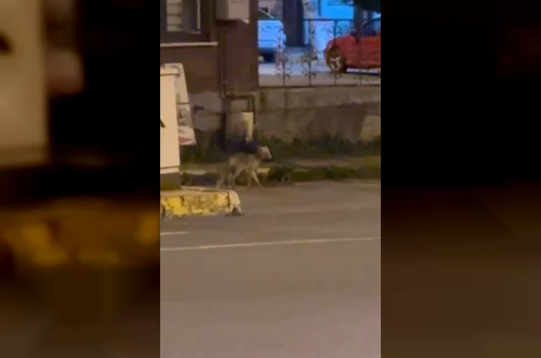 Ardahan’da gece şehre inen tilki kamerada