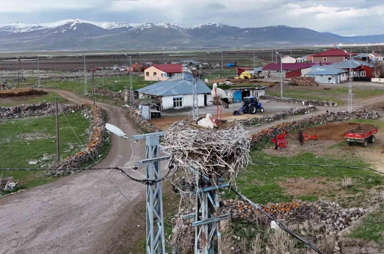 Ardahan’ın Ağzıpek köyü leyleklerin uğrak noktası oldu