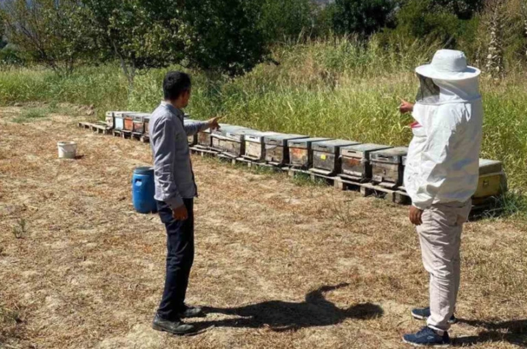 Arıcılık desteklemeleri için kovan sayımları tamamlandı
