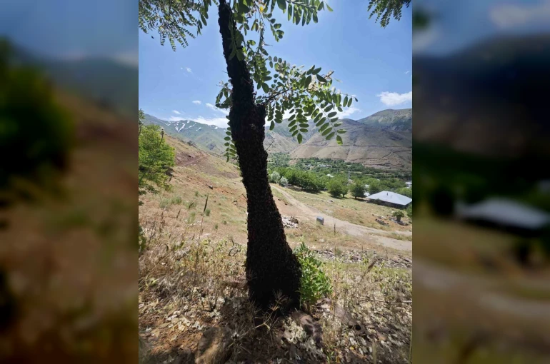 Arılar ağaçta oğul verdi: Dallar arıların ağırlığıyla eğildi