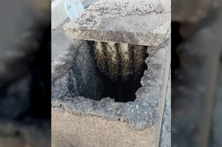 Arılar binanın bacasında oğul verdi