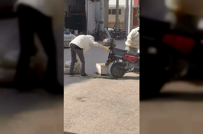 Arılar motosiklette oğul verdi