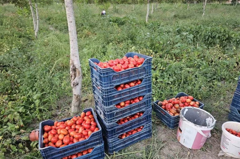 Aroması ve lezzetiyle bilinen Sındırgı domatesi 4 lira