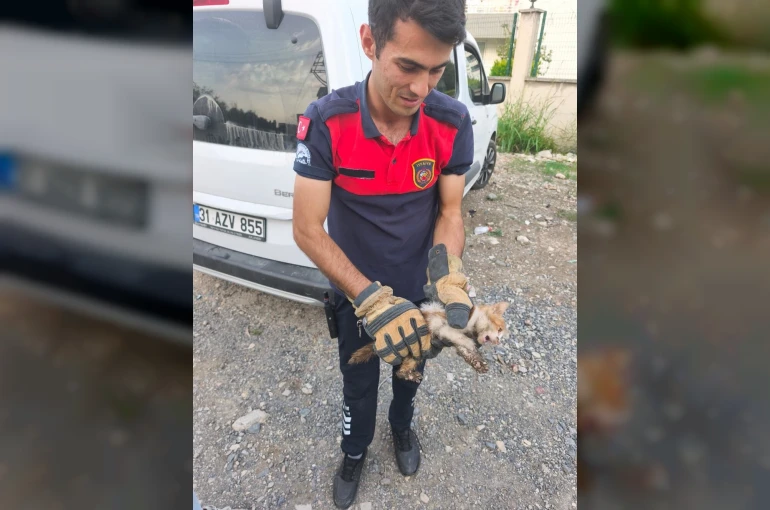 Arsuz’da aracın kaputuna giren kediyi itfaiye kurtardı
