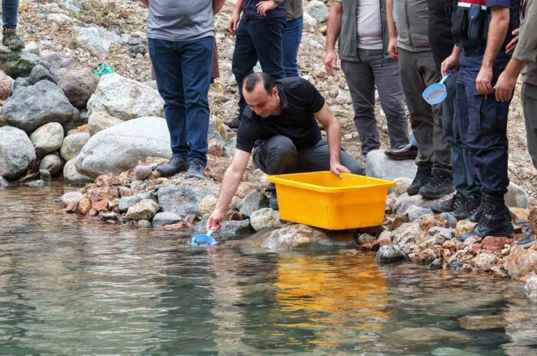 Artvin’de 30 bin kırmızı benekli alabalık yavrusu derelerle buluştu