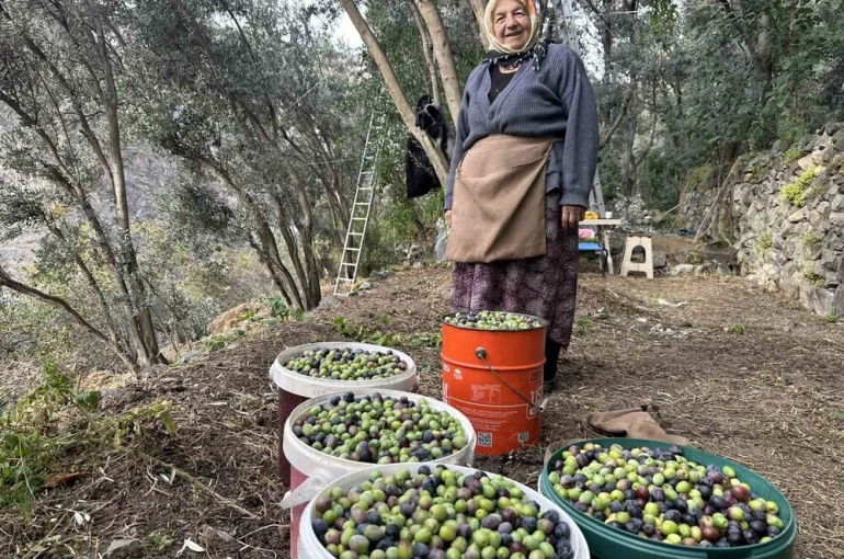 Artvin’de Butko Zeytininin hasadı devam ediyor