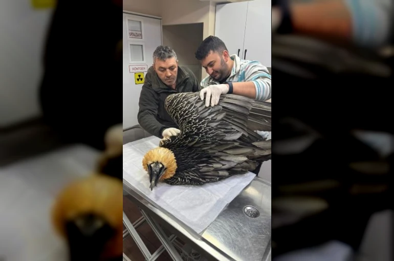 Artvin’de sakallı akbaba tedavisinin ardından yeniden doğaya salındı 