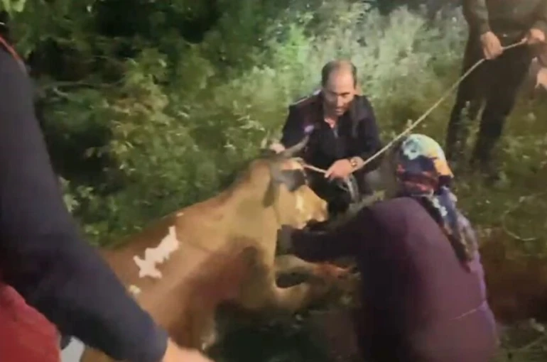 Artvin’de uçuruma düşen inek itfaiye ekiplerinin zorlu operasyonuyla kurtarıldı