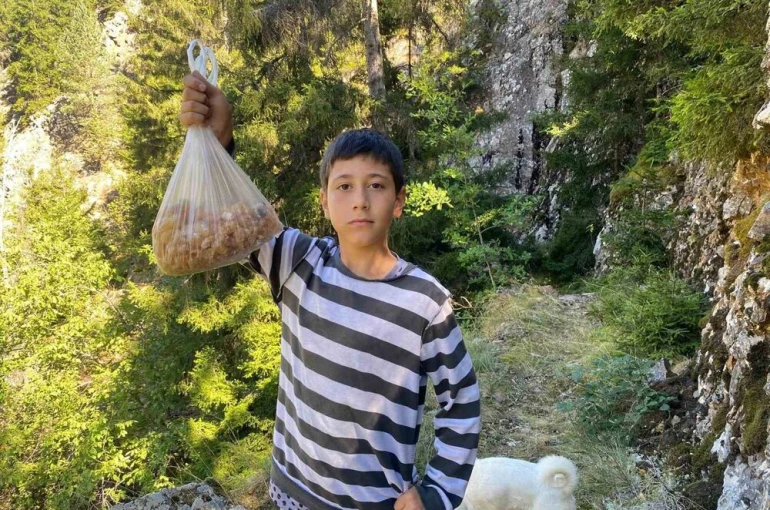 Artvinli minik Eymen hafta sonları çam sakızı toplayarak kilosunu 5 bin liraya satıyor