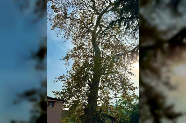 Asırlık çınar ağacının koruma altına alınması bekleniyor
