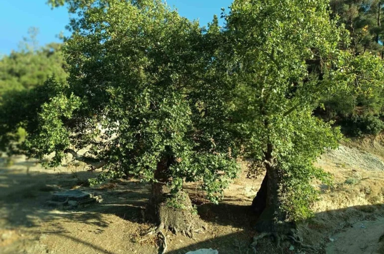 Asırlık çınar ağaçların koruma altına alınması isteniyor