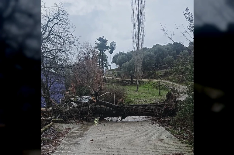 Asırlık kavak ağacı fırtınaya dayanamadı