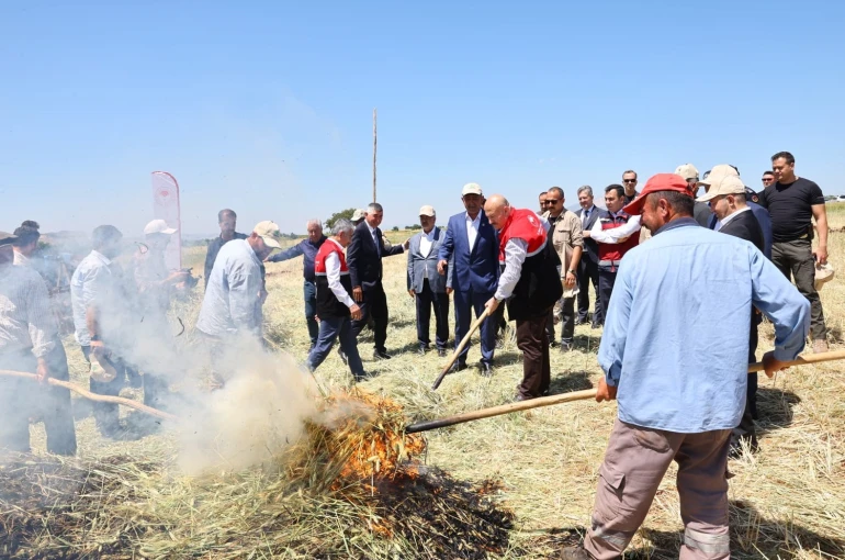 Asırlık lezzet firik bulgurunun hasadı başladı