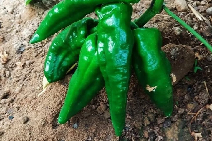 Ata tohumu Emcelli Biberi kilosu 400 TL’den satılıyor 
