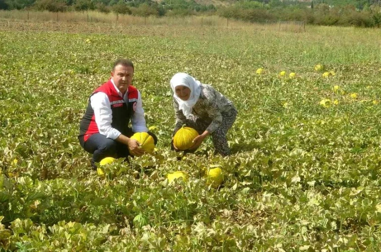 Ata tohumundan gelen miras: Yayla kavunu Karabağlar’da yüz yıllardır yaşatılıyor