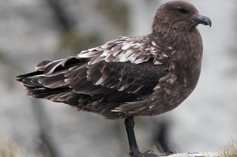 Avustralya ana karasında ilk H5N1 kuş gribi vakası şüphesi
