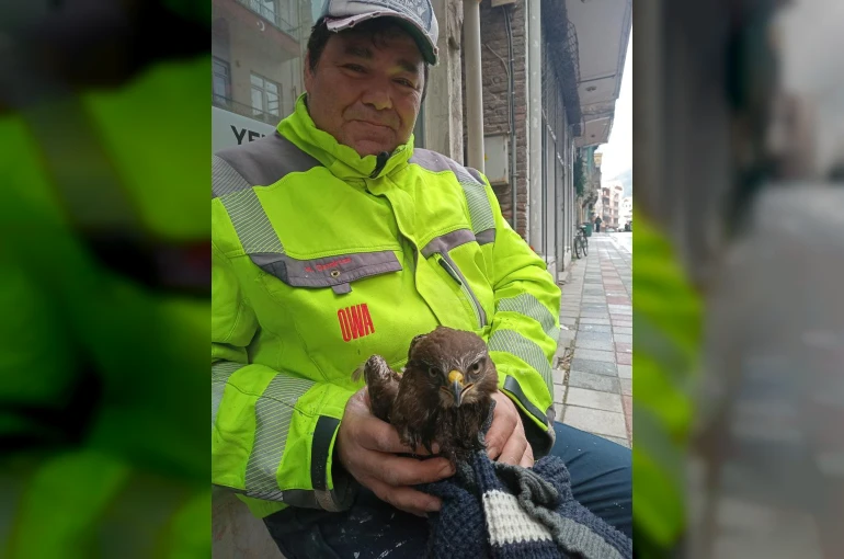Ayancık’ta yaralı bulunan şahin koruma altına alındı