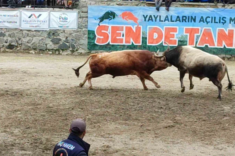 Ayder’de boğa güreşleri heyecanı yaşandı