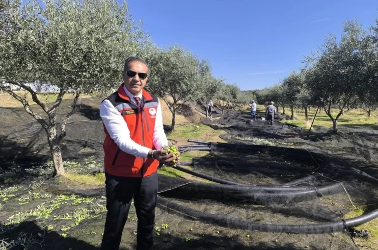 Aydın, zeytincilikte Türkiye’nin zirvesinde