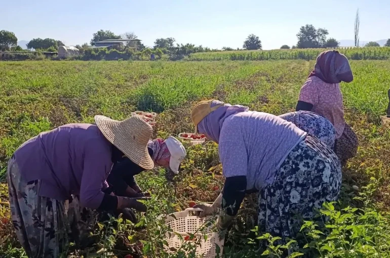 Aydın’da 12 bin 94 dekarda domates hasadı sürüyor