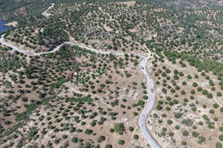 Aydın’da 15 yıl önce dikilen fıstıkçamları kozalak vermeye başladı