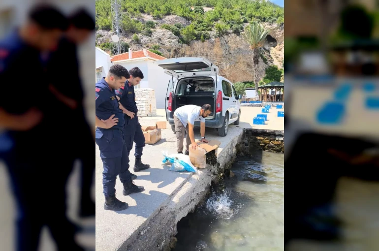 Aydın’da 60 kilo canlı yengeç ele geçirildi