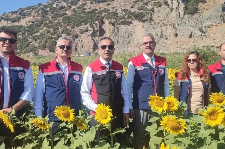 Aydın’da 95 bin dekar alanda ayçiçeği ekiliyor
