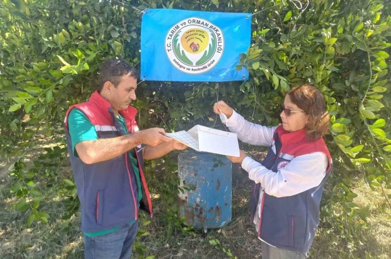 Aydın’da Akdeniz meyve sineği ile mücadele başladı