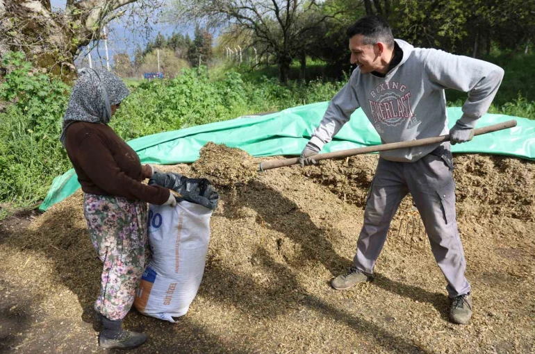 Aydın’da bahar bereketi, yağışlar hayvancılık sektörüne yaradı
