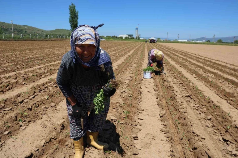 Aydın’da biberler toprakla buluştu