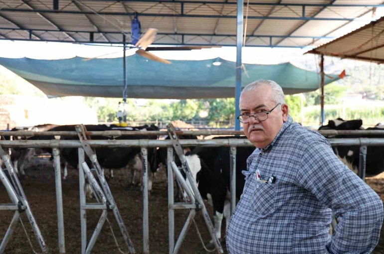 Aydın’da çöl sıcakları inekleri strese soktu; ahırlar vantilatör ile serinletiliyor