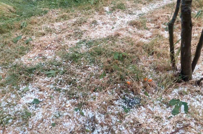Aydın’da dolu etkili oldu, ağaçlar zarar gördü 