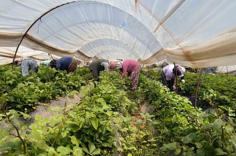 Aydın’da kavurucu sıcakta çilek mesaisi
