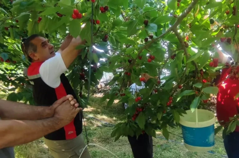 Aydın’da kiraz hasadı sürüyor