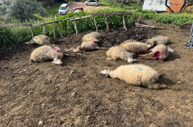 Aydın’da kurt saldırısı vatandaşları tedirgin etti