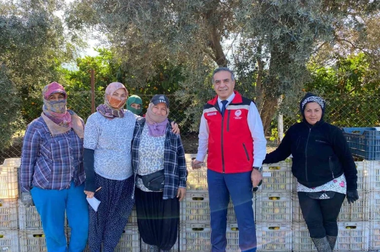 Aydın’da mandalina hasadı başladı 