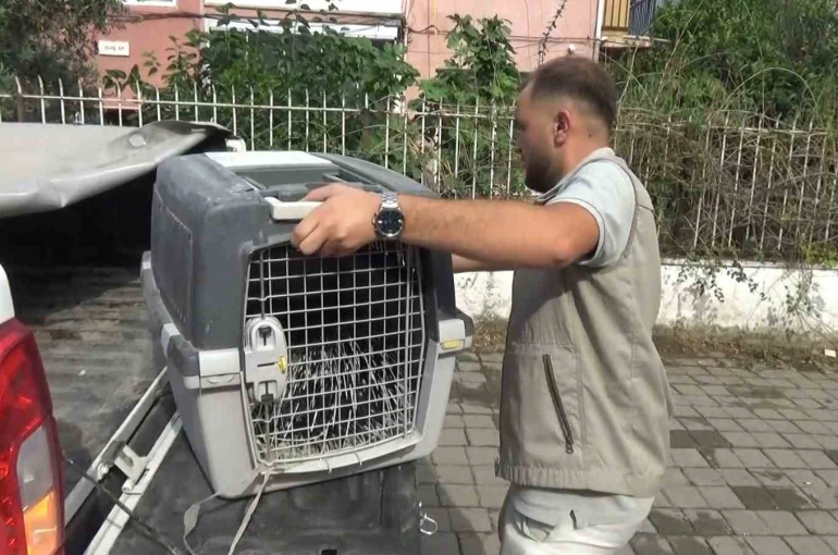 Aydın’da oklu kirpi operasyonu