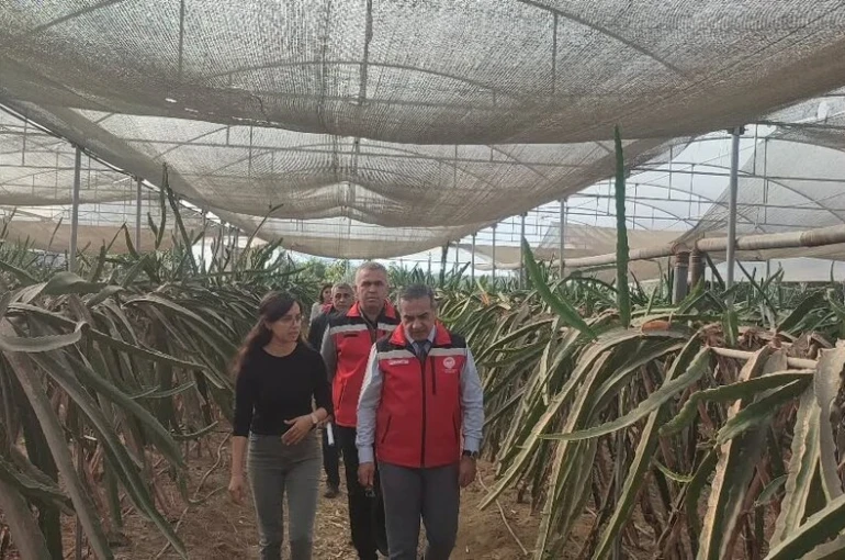 Aydın’da pitaya üretimi genişliyor