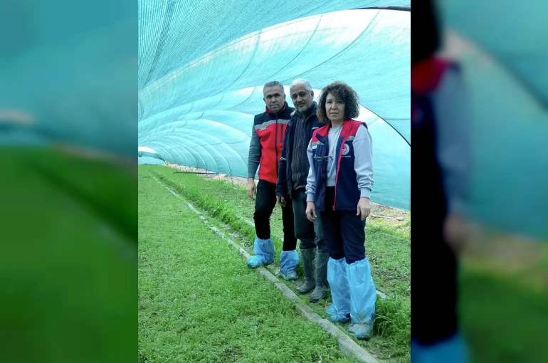 Aydın’da salep orkidesi üretimi büyüyor 