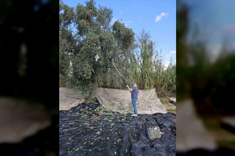 Aydın’da yağışların ardından zeytin hasadı başladı