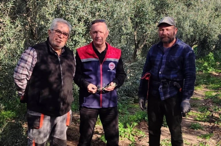 Aydın’da zeytin bahçeleri kontrol edildi