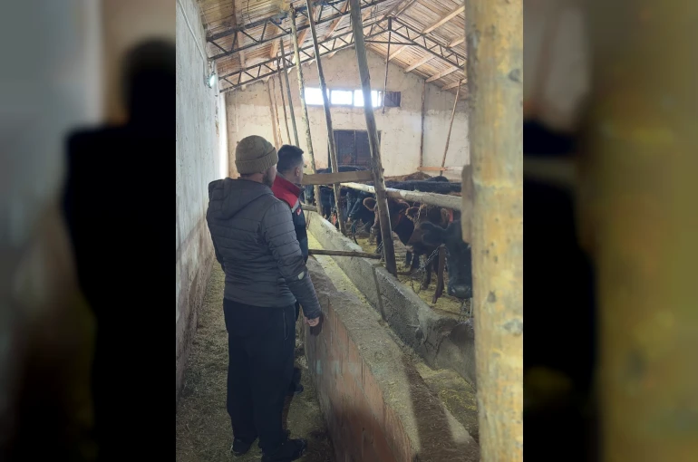 Aydıntepe’de hayvancılığa destek kapsamında düve teslimatları sürüyor