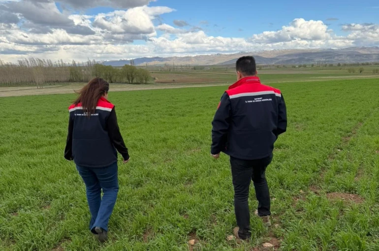 Aydıntepe’de hububat ekili alanlarda hastalık ve zararlı kontrolü yapıldı