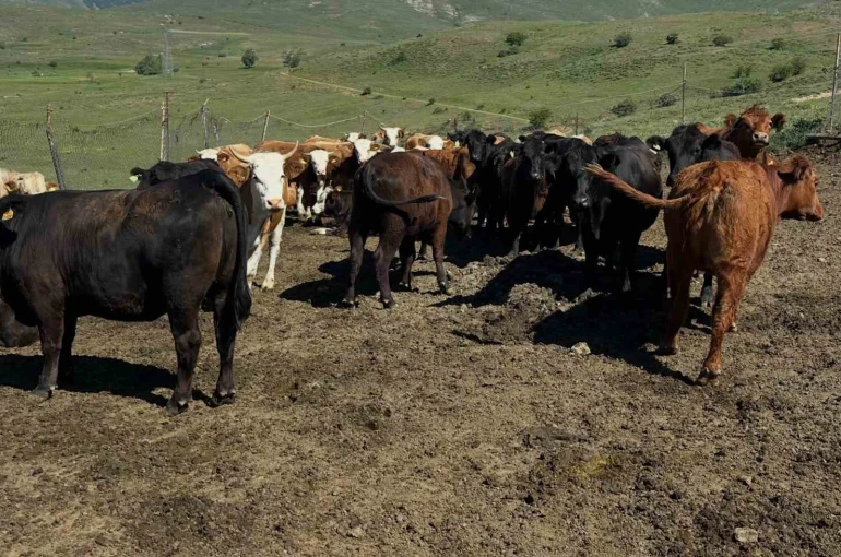 Aydıntepe’de ithal besilik sığırlarda karantina ve sağlık kontrolleri yapılıyor