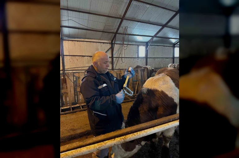 Aydıntepe’de şap aşılama ve küpeleme çalışmaları sürüyor