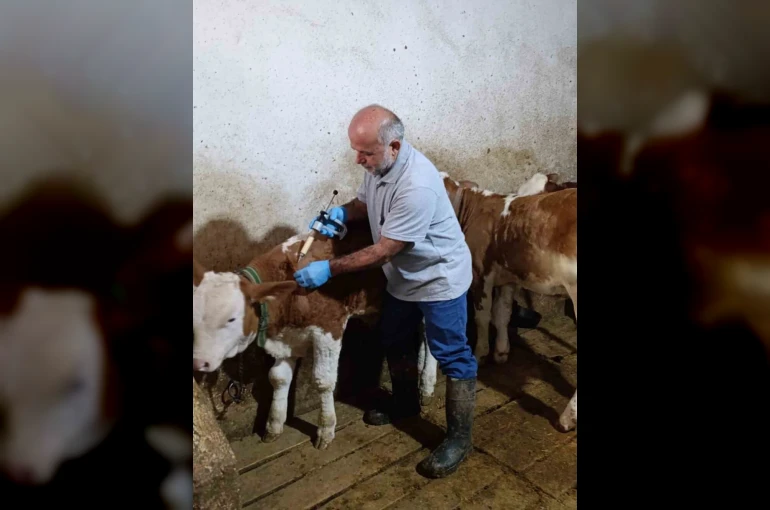 Aydıntepe’de sonbahar şap aşılama kampanyasında sona gelindi