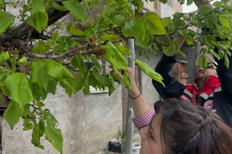 Aydıntepe’deki meyve bahçelerinde hastalık ve zararlı kontrolü yapıldı