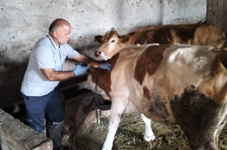 Aydıntepe’nin birçok köyünde şap aşılamaları tamamlandı