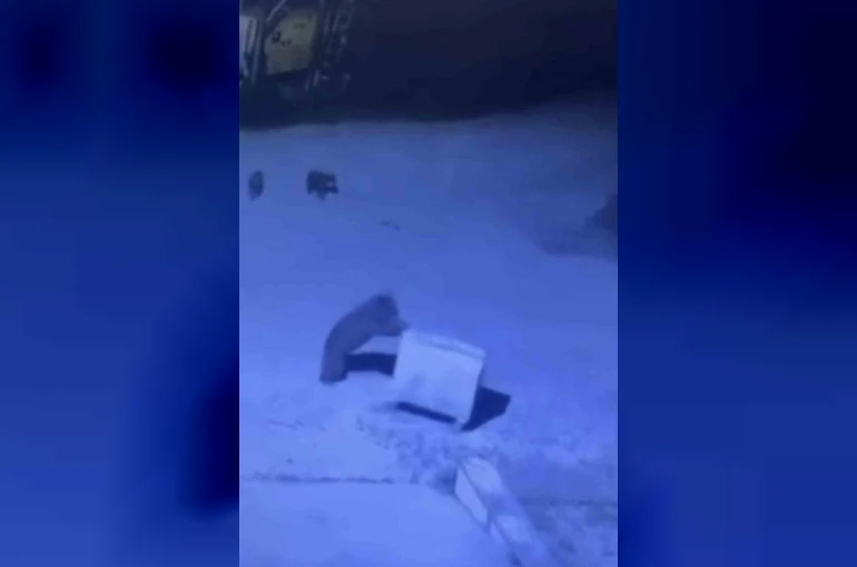 Ayı ailesinin çöp konteyneri ile oyunu