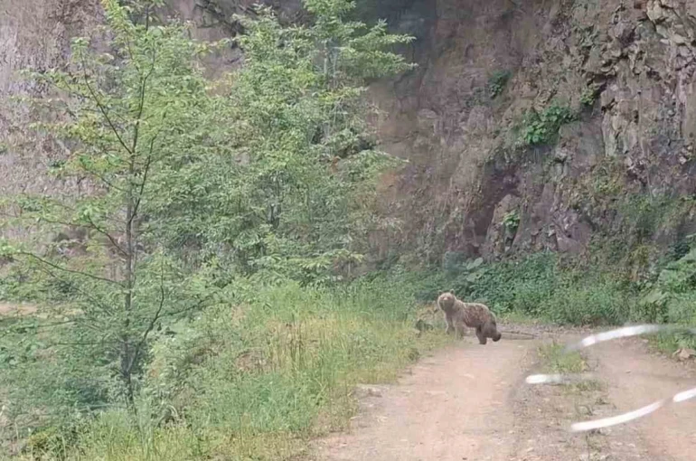 Ayı ve üç yavrusu yolda görüntülendi